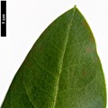 SpeciesSub: subsp. xanthocodon